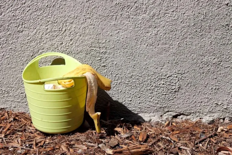 peau de banane compost