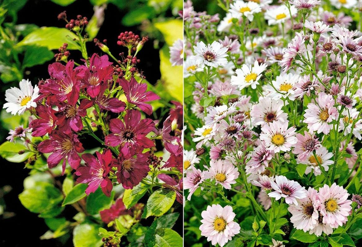 Fleur commençant par U - Liste et inspirations