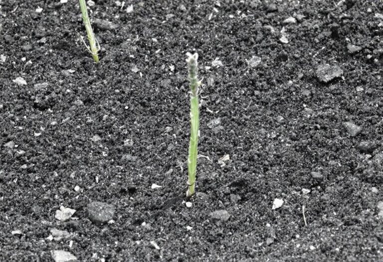 Traitement naturel pour éliminer la rouille sur les plantes
