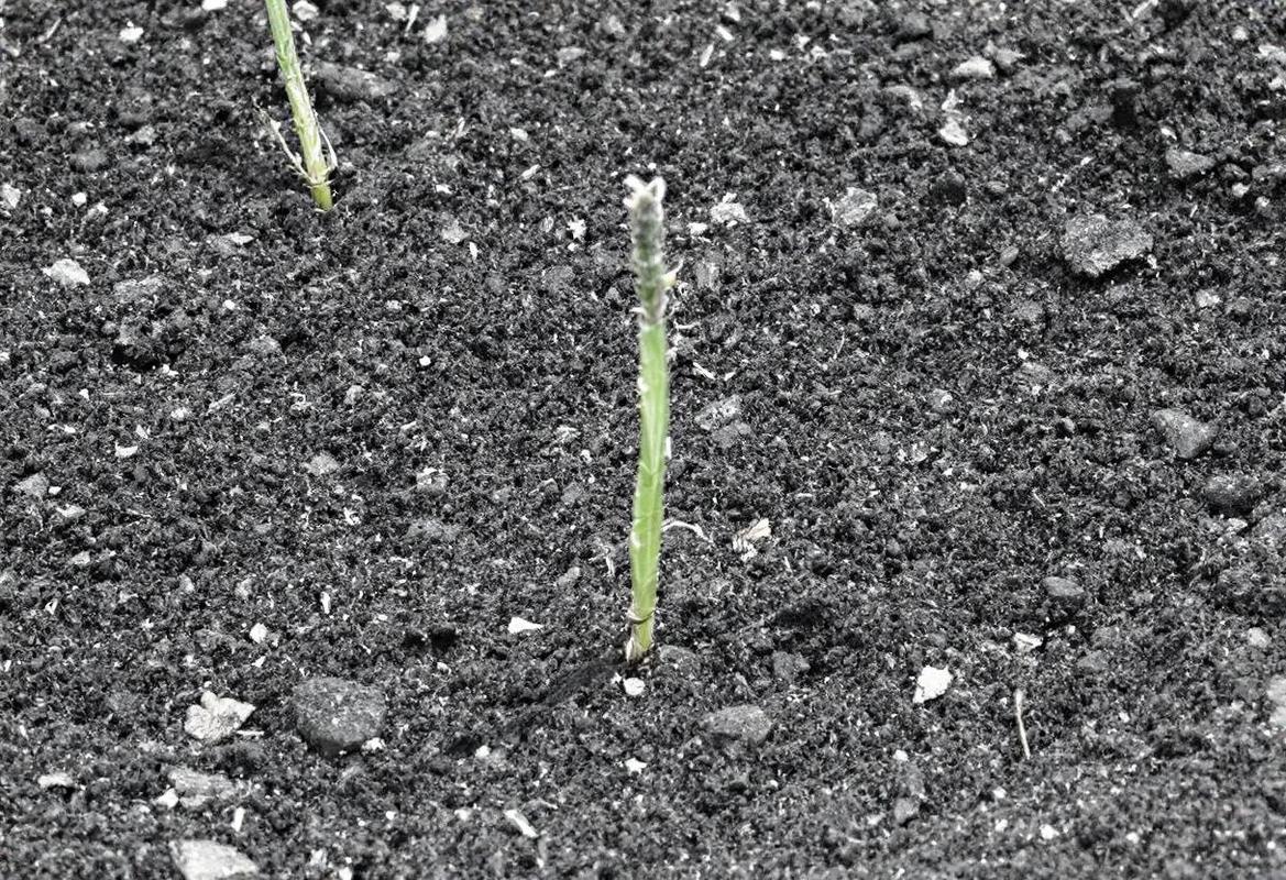 Traitement naturel pour éliminer la rouille sur les plantes