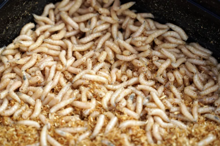 Asticots dans la poubelle