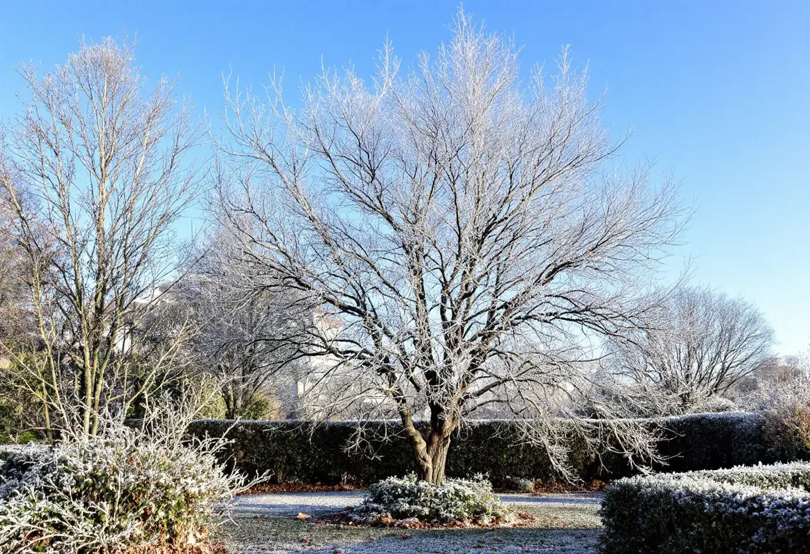 Le figuier perd il ses feuilles en hiver ?
