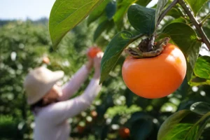 Tout savoir sur le fruit persimmon kaki et ses bienfaits